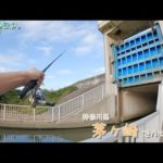 神奈川県茅ケ崎で落ちハゼ釣り。この時期のハゼは大きいです！