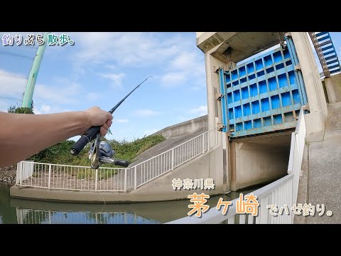 神奈川県茅ケ崎で落ちハゼ釣り。この時期のハゼは大きいです！