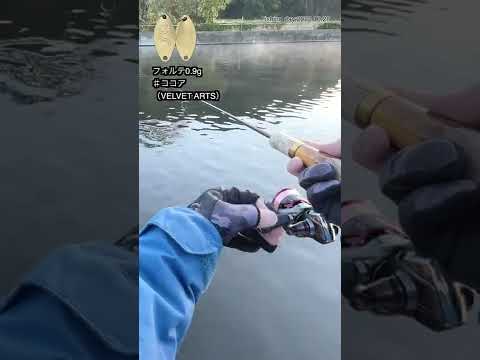 【管釣り】フォルテ0.9g♯ココア（VELVET ARTS）2022.10.28