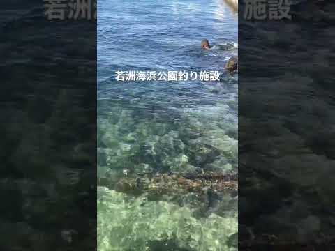 若洲海浜公園釣り施設10月31の風景 #若洲海浜公園 #釣り #shorts