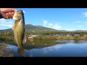 【バス釣り】つくばの野池巡り！数釣れる野池、でかいバス釣れる野池を探す！【つくばバス釣りポイント】