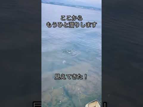 ゆうごはん琵琶湖で鯉を釣る　吸い込み釣り