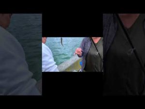 10月もサビキ釣り。