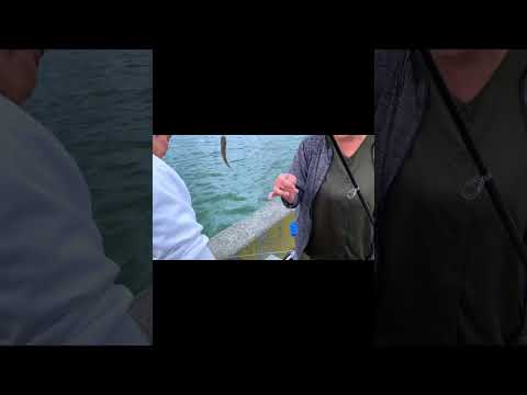 10月もサビキ釣り。