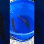 泳がせ釣り用のアジ3匹GET🐟😁🎣#釣り#泳がせ釣り#釣り好きな人と繋がりたい #釣り初心者 #アジ