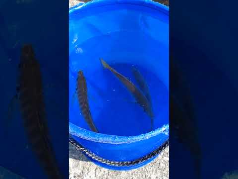 泳がせ釣り用のアジ3匹GET🐟😁🎣#釣り#泳がせ釣り#釣り好きな人と繋がりたい #釣り初心者 #アジ