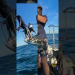 ヒラマサキャスティング　#ヒラマサキャスティング #ヒラマサ #釣り #shorts