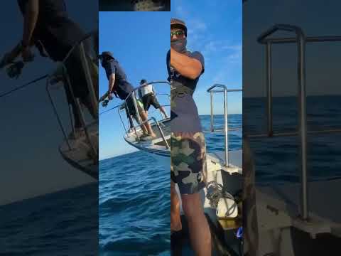 ヒラマサキャスティング　#ヒラマサキャスティング #ヒラマサ #釣り #shorts