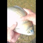 川辺で鮒釣り#crucian