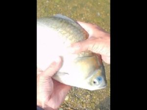 川辺で鮒釣り#crucian