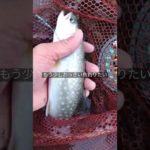 アメマスヒット。ヒットフライはウーリーバガー#flyfishing #shorts #渓流釣り