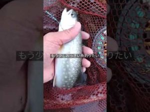 アメマスヒット。ヒットフライはウーリーバガー#flyfishing #shorts #渓流釣り