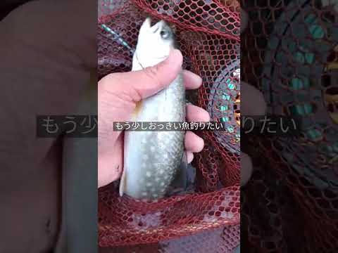 アメマスヒット。ヒットフライはウーリーバガー#flyfishing #shorts #渓流釣り