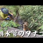 排水管の下でタナゴ釣り