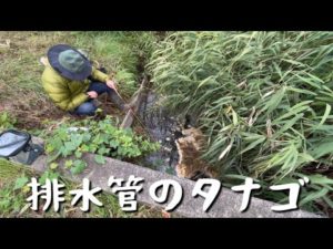 排水管の下でタナゴ釣り