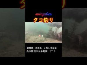 【タコ釣り】#shorts