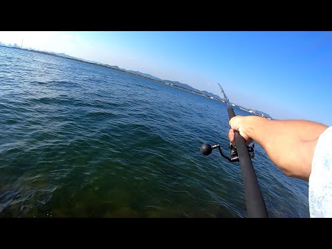 シーズン初期の青物を追ってみたら　いっぱい居た！　@釣りに行こうか！