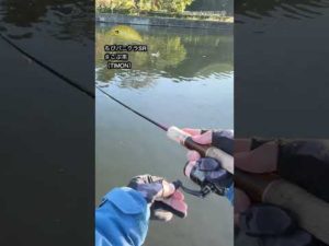 【管釣り】ちびパニクラSR♯こぶ茶（TIMON）2022.10.28