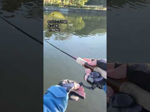 【管釣り】ちびパニクラSR♯こぶ茶（TIMON）2022.10.28