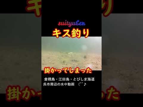 【キス釣り】#shorts