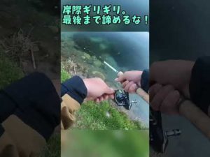 釣りは足元ギリギリまで諦めちゃいけない【エリアミノーイング】#short