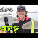 堤防からシマアジがめっちゃ釣れる方法と仕掛け教えます！