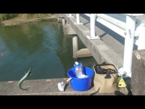【浜名湖釣り】🎣浜名湖（サヨリ秘境橋）八の字にて回遊中🐟