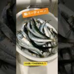 海釣り行ってきたら鰯入れ食い‼️#shorts #海釣り #いわし