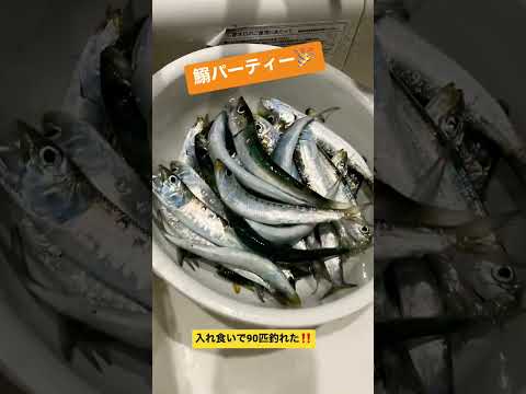 海釣り行ってきたら鰯入れ食い‼️#shorts #海釣り #いわし