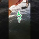 【バス釣り】Microな”ない魚♪#shorts #fishing #lurefishing
