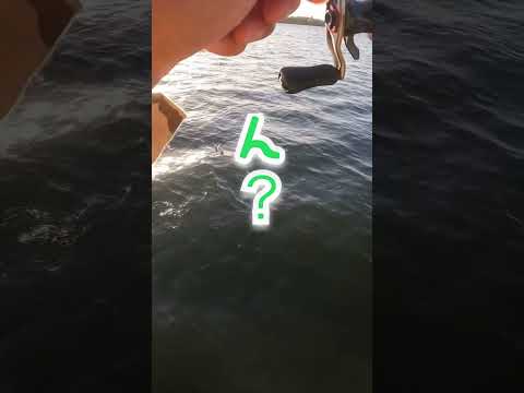 【バス釣り】Microな”ない魚♪#shorts #fishing #lurefishing
