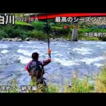 【鮎釣り】尺鮎を求めて！納竿編｜白川（岐阜県）｜2022.10.8【友釣り】