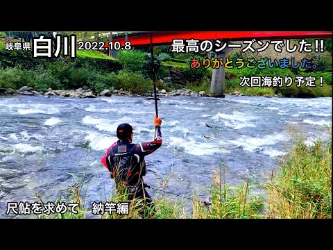 【鮎釣り】尺鮎を求めて!納竿編|白川(岐阜県)|2022.10.8【友釣り】