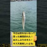 釣りの一コマ！最近釣れてないなと思った瞬間に釣れたキス！お久しぶりですね！キス天うまいよね！#熊本釣り#キス#上天草#釣り#防波堤#銅付き#海