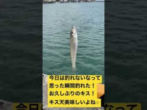 釣りの一コマ！最近釣れてないなと思った瞬間に釣れたキス！お久しぶりですね！キス天うまいよね！#熊本釣り#キス#上天草#釣り#防波堤#銅付き#海