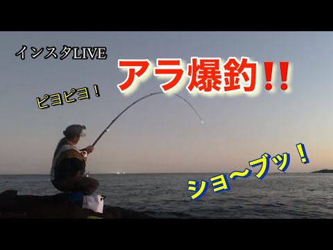 [クエ釣り] 今年初アラ釣れました⤴️アラ釣り3150〜