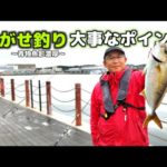 【泳がせ釣り】青物魚影濃厚の港だが、確実に釣る為のポイントがかなり大事でした