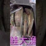 鮭釣り 今年はあたり年？！ 楽しくて美味しくてあげても喜ばれて良いことづくし(^^)