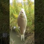 【釣りぶら散歩。】千葉県 手賀川のホソで小物釣り。【淡水】#shorts