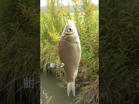 【釣りぶら散歩。】千葉県 手賀川のホソで小物釣り。【淡水】#shorts