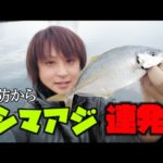 今激アツの釣り！シマアジが堤防で入れ食い状態！