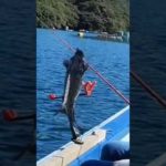 釣りに連れて来られた犬の末路。#shorts,#ボーダーコリー