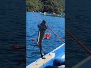 釣りに連れて来られた犬の末路。#shorts,#ボーダーコリー