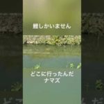 今日もボウズ(ナマズ釣り)