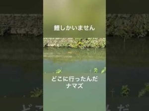 今日もボウズ(ナマズ釣り)