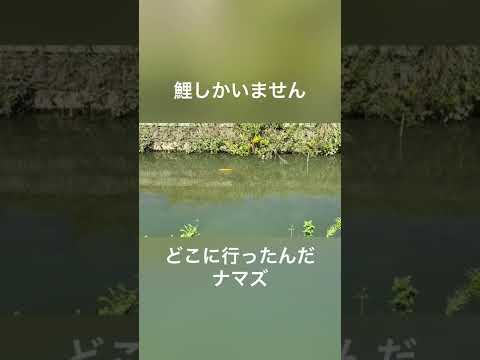 今日もボウズ(ナマズ釣り)