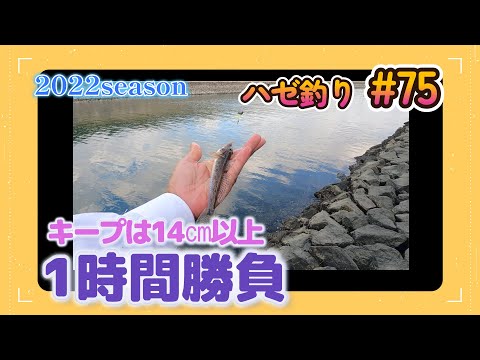 2022年【ハゼ釣り#75】10月30日‗ちょい投げ1時間やってみたら何匹釣れた？‗釣果情報
