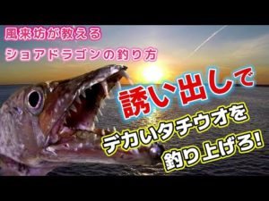 【太刀魚】ショアドラゴン釣行 誘い出しでタチウオを浮かせて釣り上げるやり方