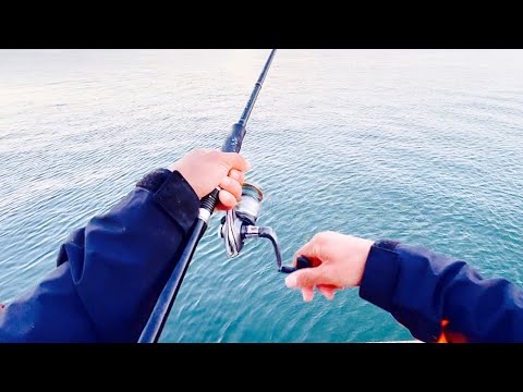 今日も朝から釣りまくる。