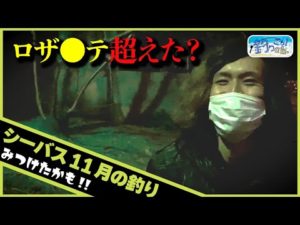 シーバスの11月の釣り!!ロザンテ超えたかも....